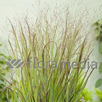 PANICUM